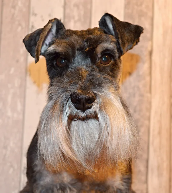 Chico
