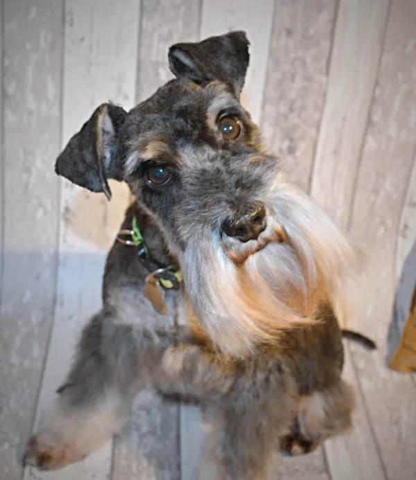 Chico