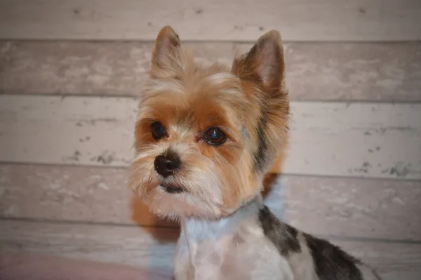 Morris