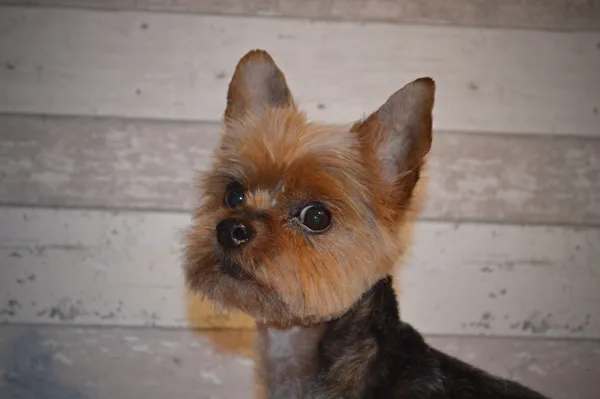 Nelynka